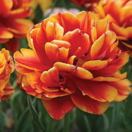 Тюльпан Махровий Allegretto