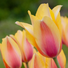 Тюльпан Гігантський Blushing Lady