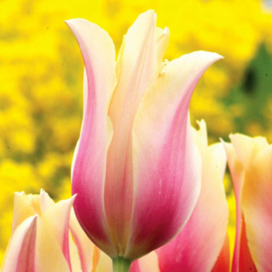 Тюльпан Гігантський Blushing Lady