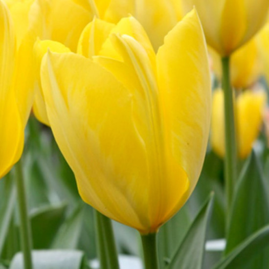 Тюльпан Гібрид Фостера Candela