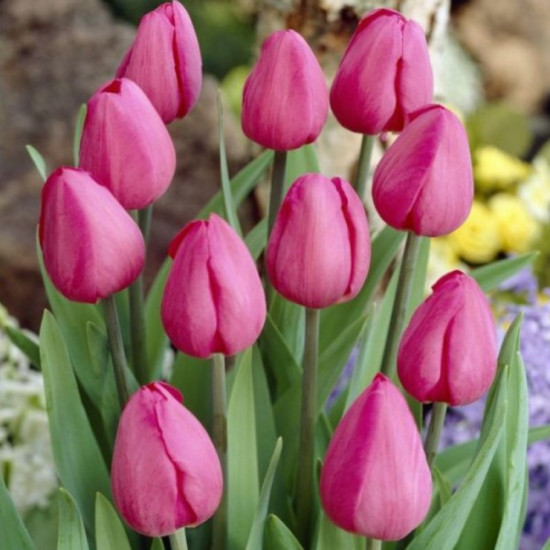 Тюльпан Тріумф Don Quichotte