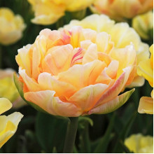 Тюльпан Махровий + Багатоквітковий Charming Lady