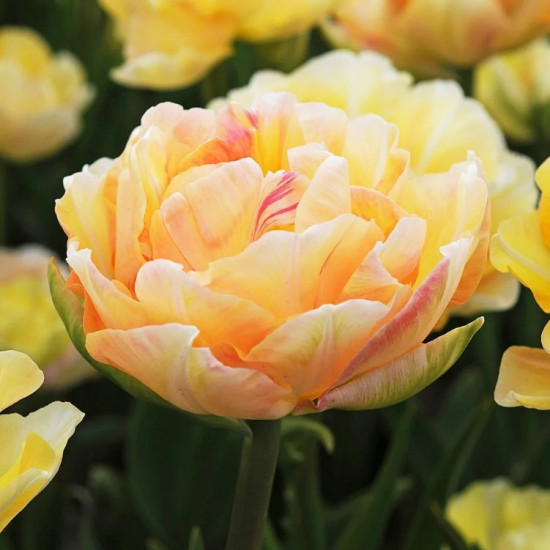 Тюльпан Махровий + Багатоквітковий Charming Lady