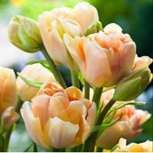 Тюльпан Махровий + Багатоквітковий Charming Lady