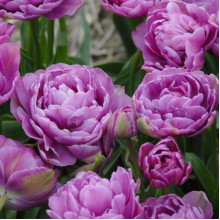 Тюльпан Махровый + Многоцветковый Lilac Perfection