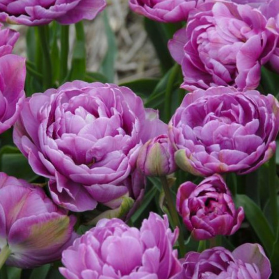 Тюльпан Махровий + Багатоквітковий Lilac Perfection