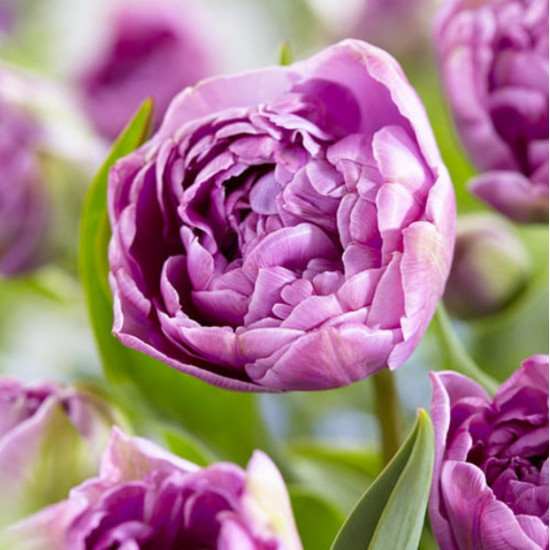 Тюльпан Махровий + Багатоквітковий Lilac Perfection