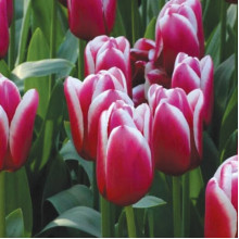 Тюльпан Гігантський Nashville