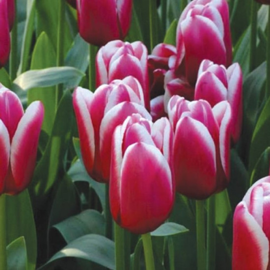 Тюльпан Гігантський Nashville