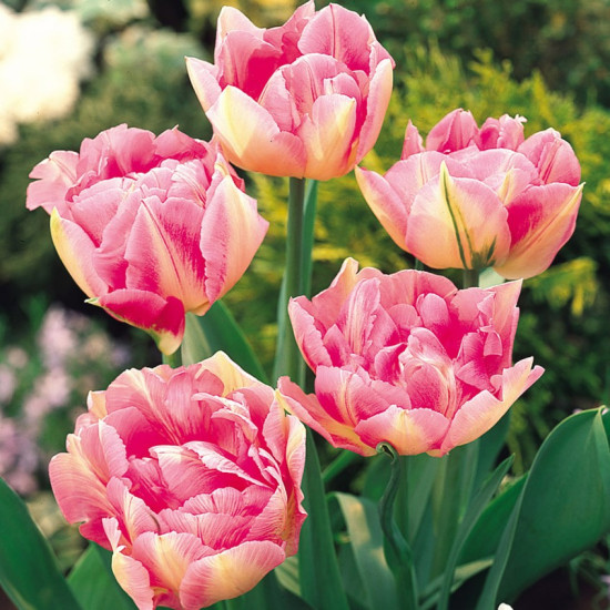 Тюльпан Махровий + Багатоквітковий Peach Blossom