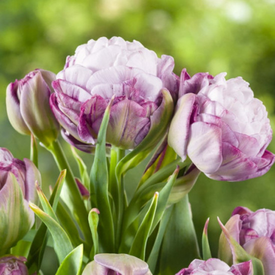 Тюльпан Махровий + Багатоквітковий Peggy Wonder