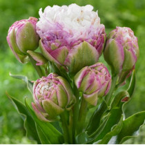 Тюльпани Махрові + Багатоквіткові