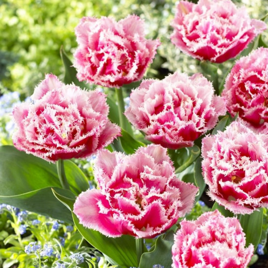 Тюльпан Махровий + Оторочений Queensland