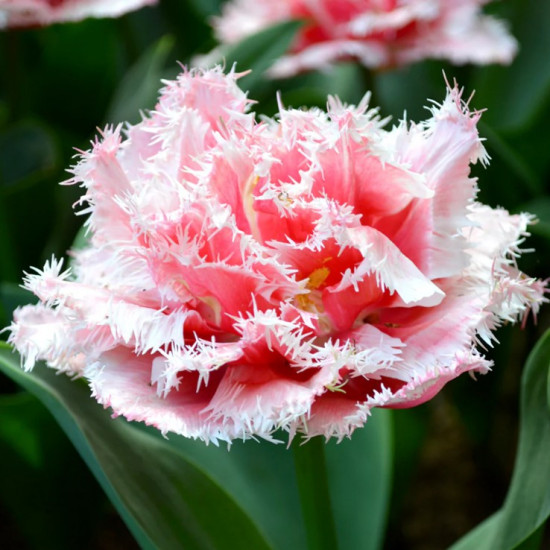 Тюльпан Махровий + Оторочений Queensland