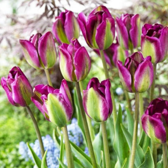Тюльпан Вірідіфлора Violet Bird