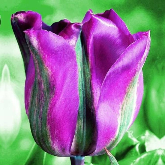 Тюльпан Вірідіфлора Violet Bird