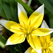 Тюльпан Ботанічний Tarda