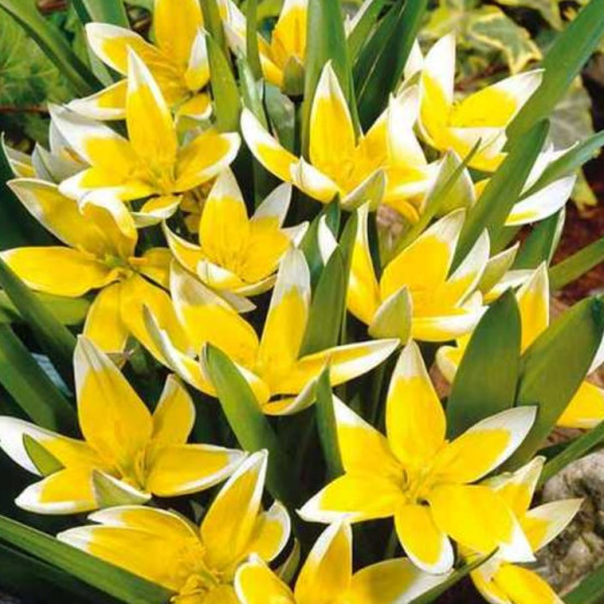 Тюльпан Ботанічний Tarda