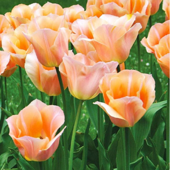 Тюльпан Тріумф Apricot Beauty
