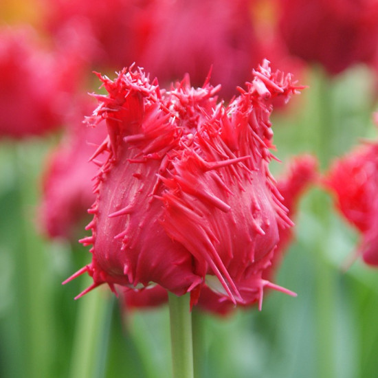 Тюльпан Оторочений Barbados