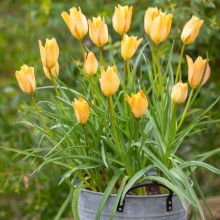 Тюльпан ботанічний  Batalinii Bronze Charm