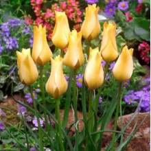 Тюльпан ботанічний  Batalinii Bronze Charm