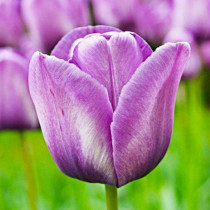 Тюльпани Тріумф