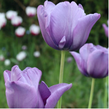Тюльпан Тріумф Blue Aimable (premium)