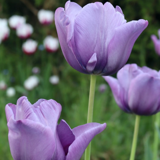 Тюльпан Тріумф Blue Aimable (premium)