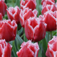 Тюльпан Оторочений Canasta