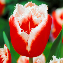 Тюльпан Оторочений Canasta