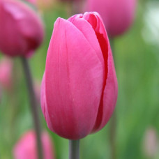 Тюльпан Тріумф Don Quichotte