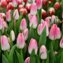 Тюльпан Тріумф Dynasty