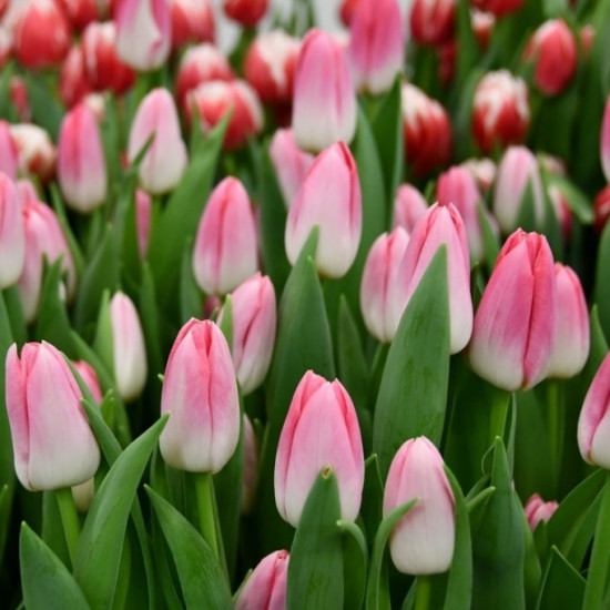 Тюльпан Тріумф Dynasty