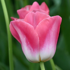 Тюльпан Тріумф Dynasty