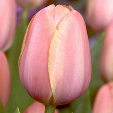 Тюльпан Тріумф Early Glory