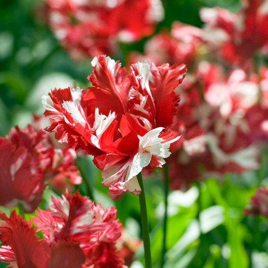 Тюльпан Папуговий Estella Rijnveld