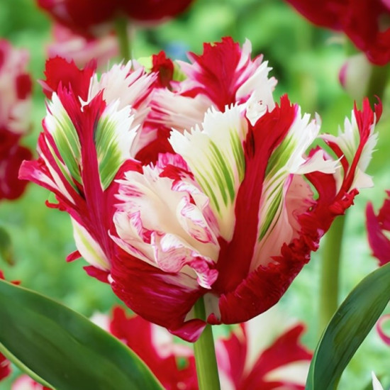 Тюльпан Папуговий Estella Rijnveld