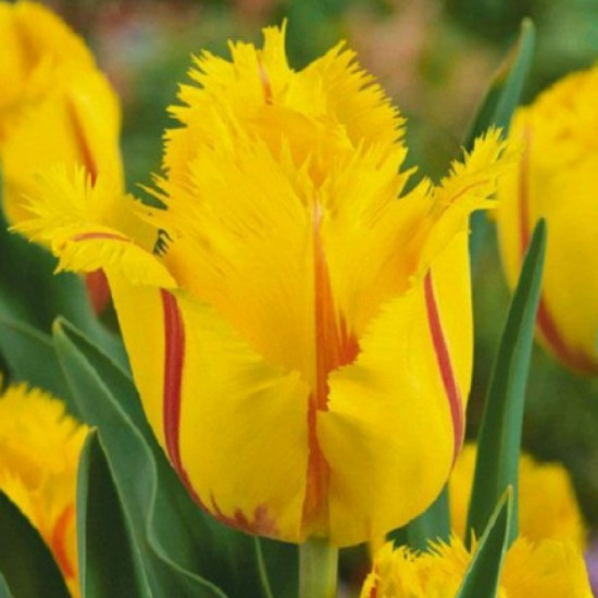 Тюльпан Оторочений Flamenco