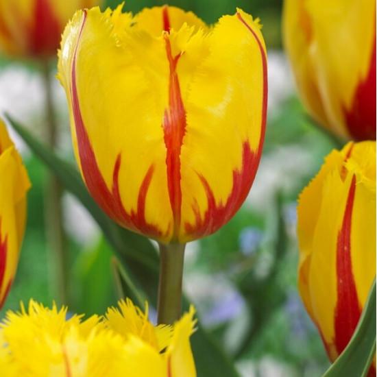 Тюльпан Оторочений Flamenco