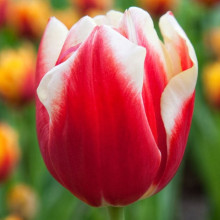 Тюльпан Триумф Leen van der Mark