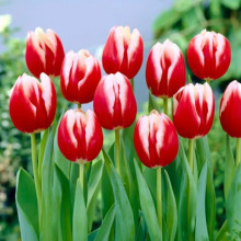 Тюльпан Триумф Leen van der Mark