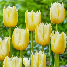 Тюльпан Оторочений Lemon Beauty