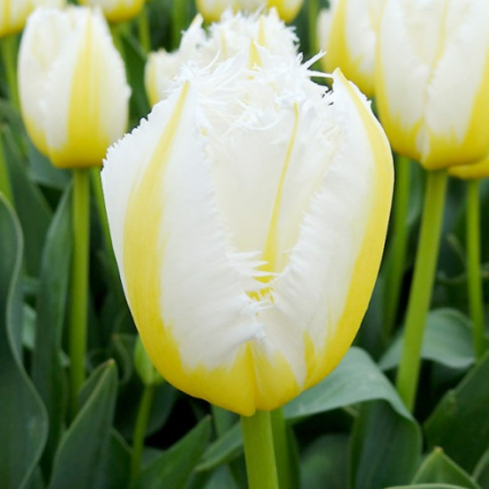 Тюльпан Оторочений Lemon Beauty