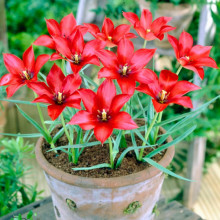 Тюльпан Ботанічний Linifolia