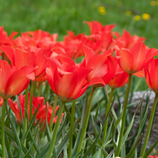 Тюльпан Ботанічний Linifolia