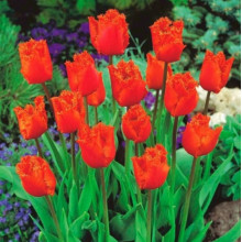 Тюльпан Оторочений Noranda