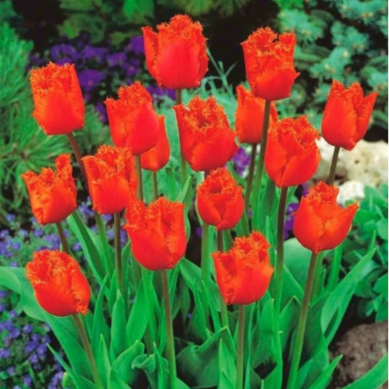 Тюльпан Оторочений Noranda