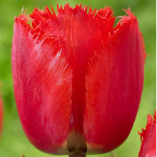 Тюльпан Оторочений Noranda