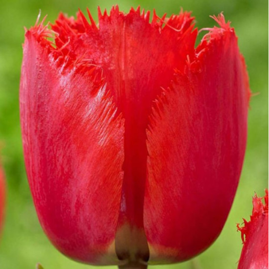 Тюльпан Оторочений Noranda